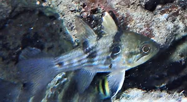 Dokumentasi Apogonichthyoides nigripinnis