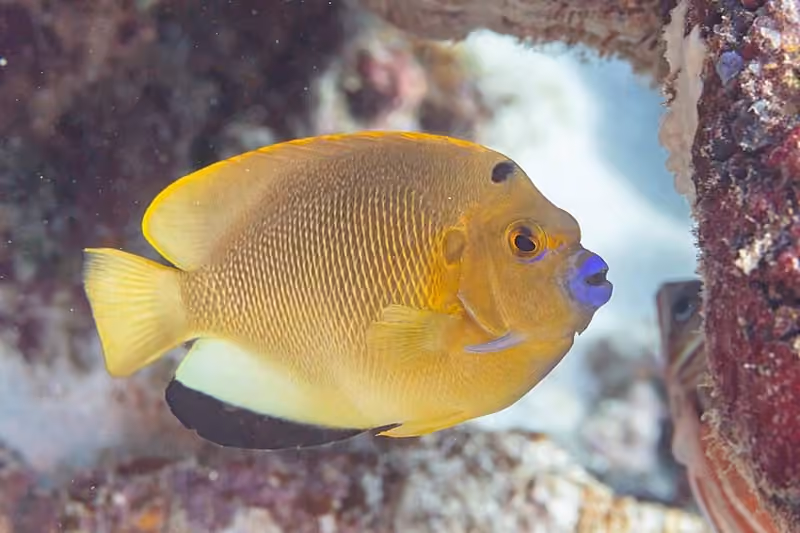 Dokumentasi Apolemichthys trimaculatus