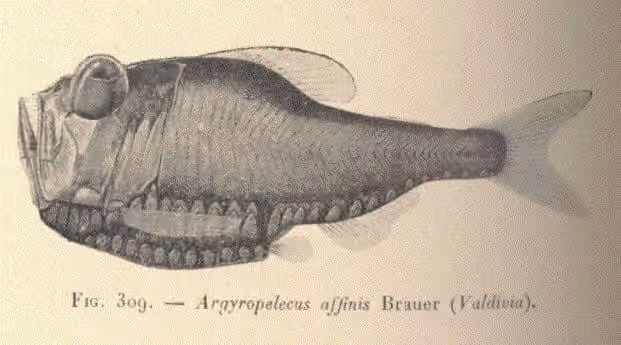 Ilustrasi dokumenter Argyropelecus affinis.