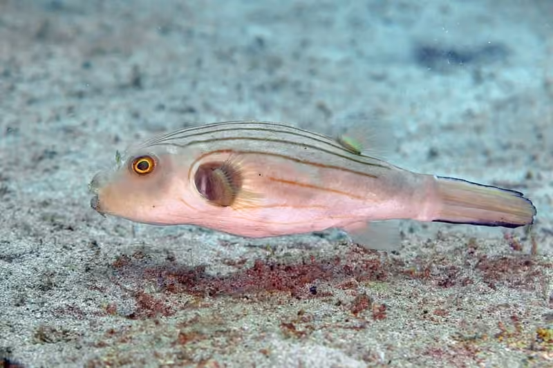 Dokumentasi Arothron manilensis