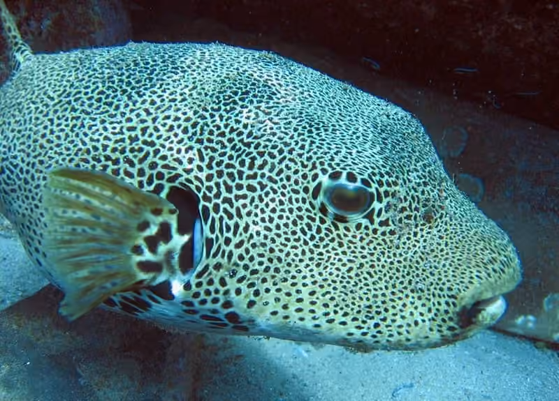 Dokumentasi Arothron stellatus