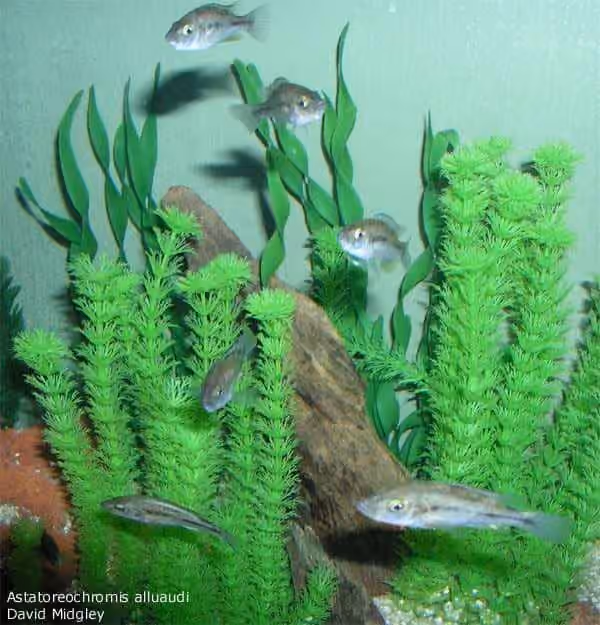 Dokumentasi Astatoreochromis alluaudi
