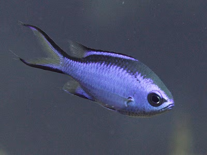 Dokumentasi Azurina cyanea