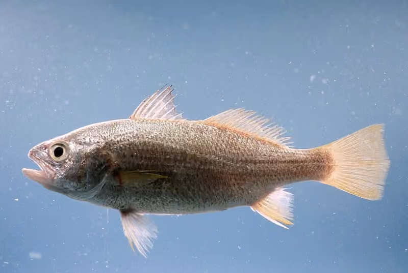 Dokumentasi Bairdiella chrysoura