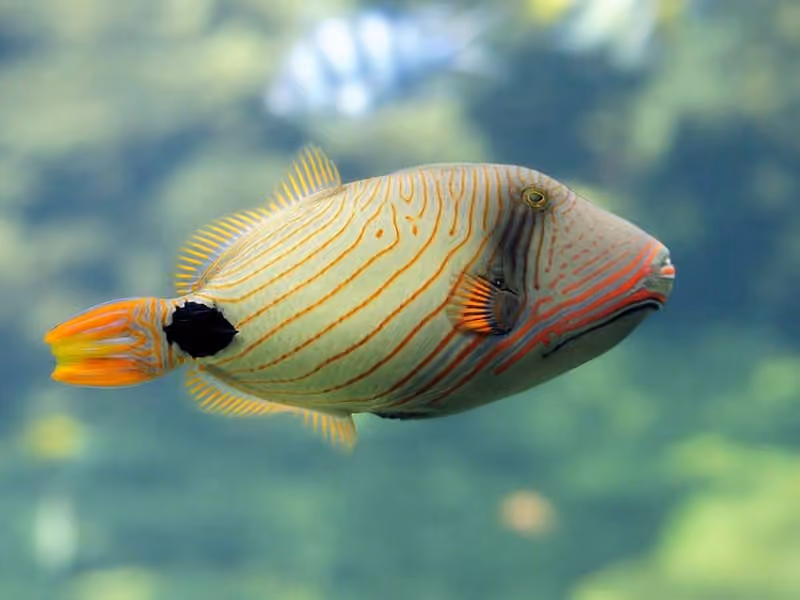 Dokumentasi Balistapus undulatus
