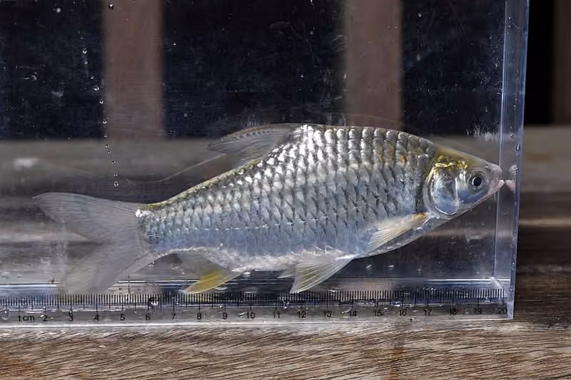 Dokumentasi Barbonymus gonionotus