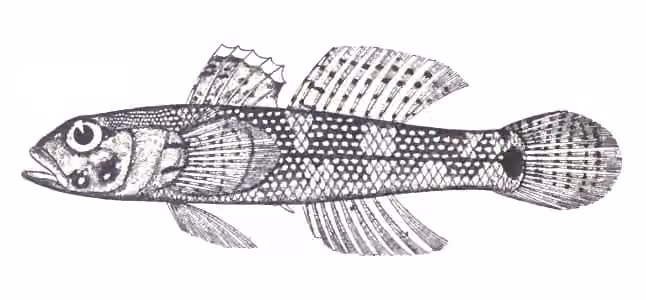 Ilustrasi dokumenter Bathygobius fuscus.