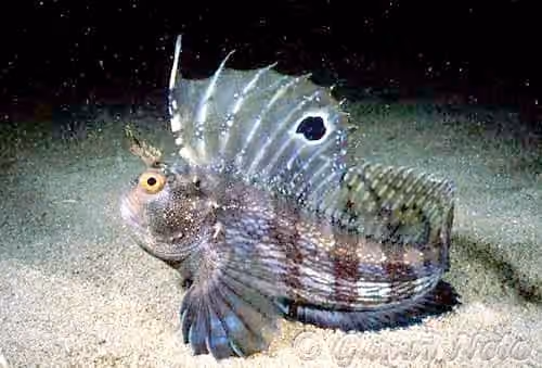 Dokumentasi Blennius ocellaris