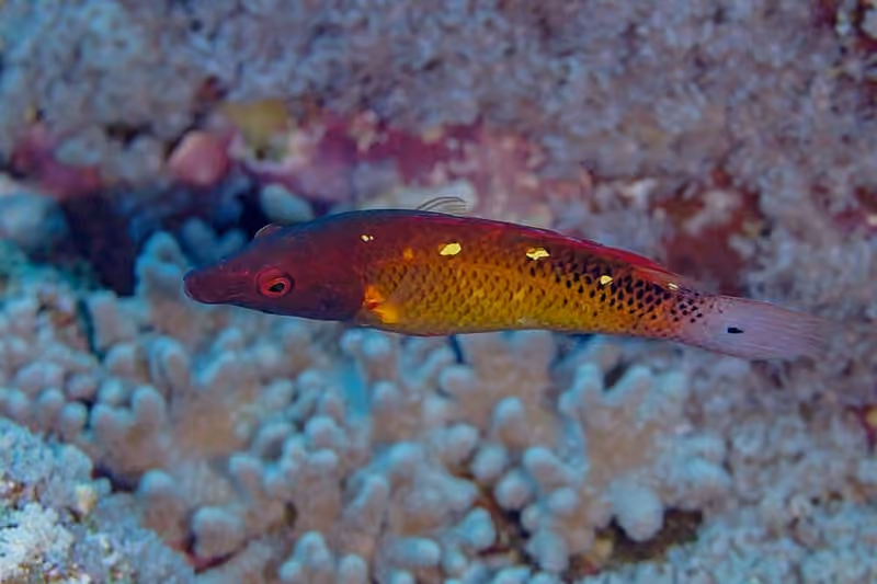 Dokumentasi Bodianus diana