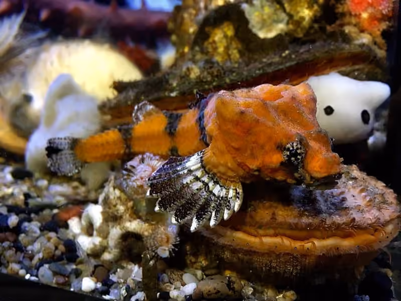 Dokumentasi Bothragonus swanii