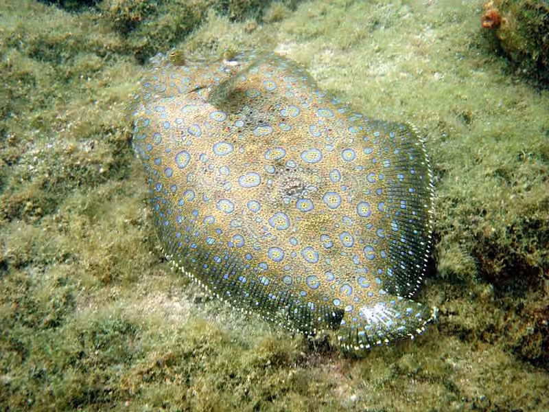 Dokumentasi Bothus mancus