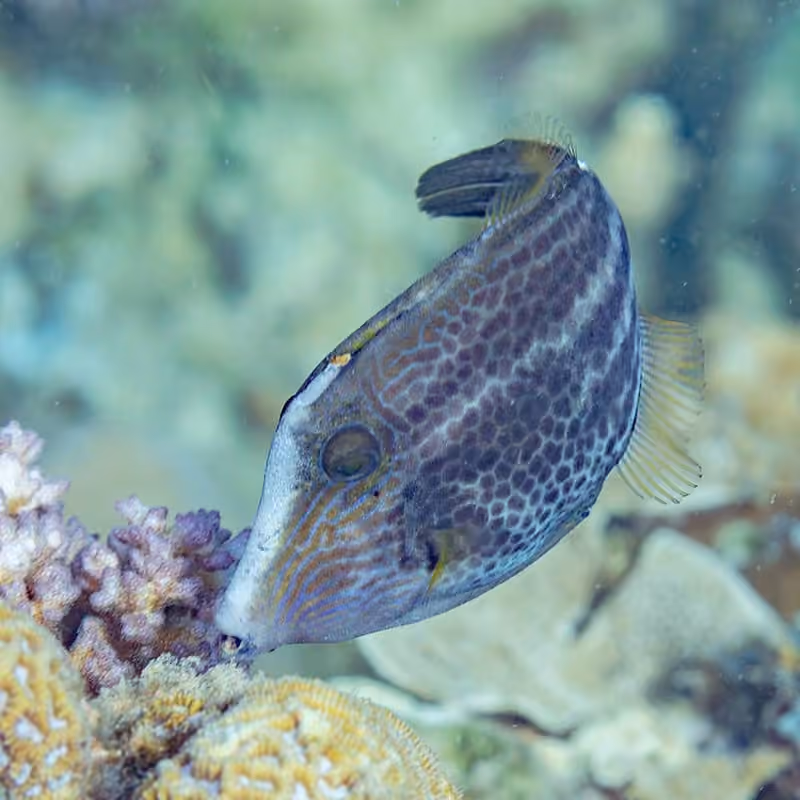 Dokumentasi Cantherhines pardalis
