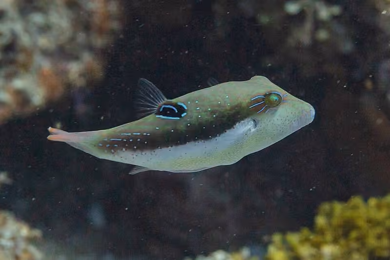 Dokumentasi Canthigaster bennetti