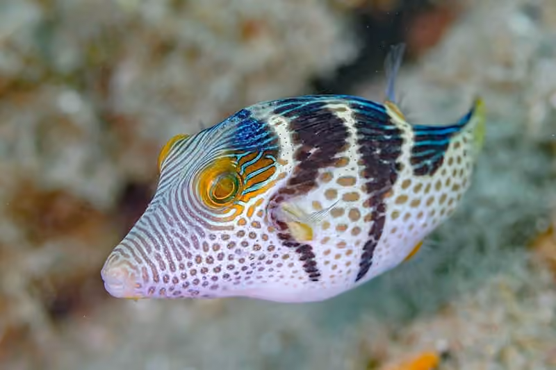Dokumentasi Canthigaster valentini