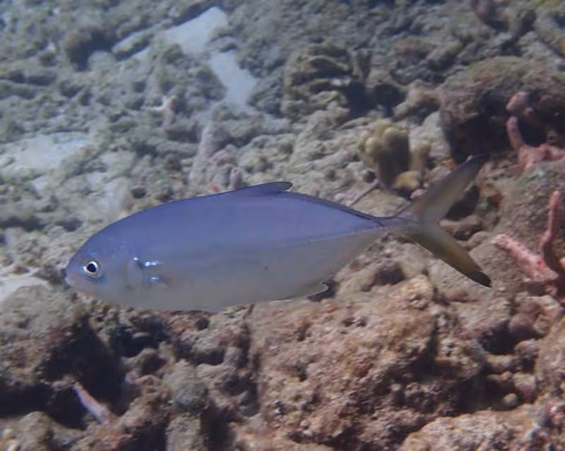 Dokumentasi Caranx crysos