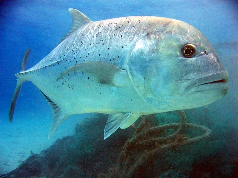 Sebagian tubuh Caranx ignobilis dalam bingkai foto.
