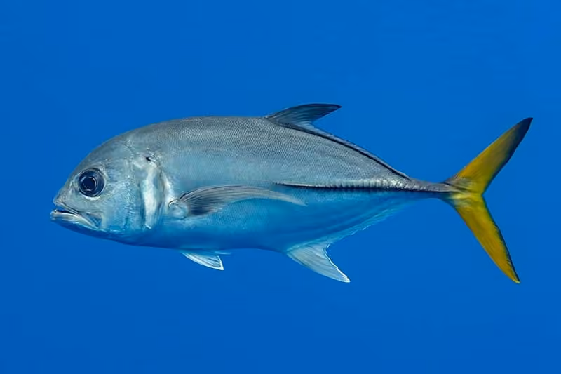 Dokumentasi Caranx latus