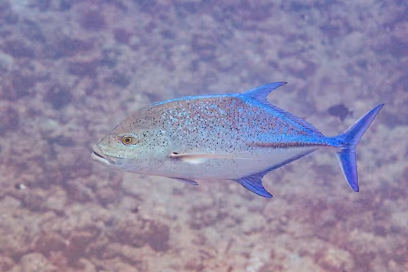 Dokumentasi Caranx melampygus