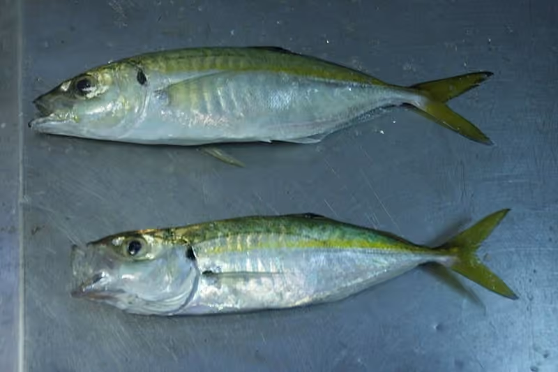 Dokumentasi Caranx rhonchus