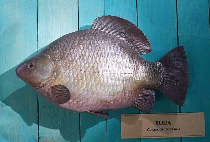 Dokumentasi Carassius carassius