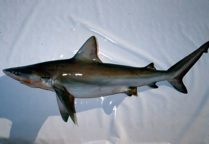 Dokumentasi Carcharhinus altimus