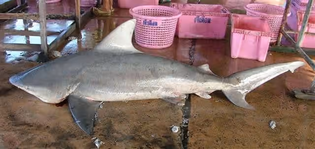Dokumentasi Carcharhinus amboinensis
