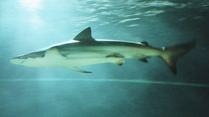Dokumentasi Carcharhinus brachyurus