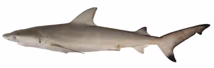 Dokumentasi Carcharhinus cautus