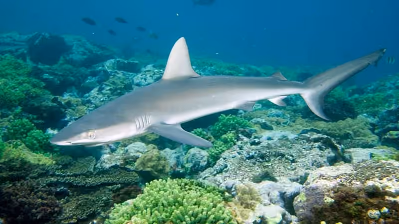 Dokumentasi Carcharhinus galapagensis