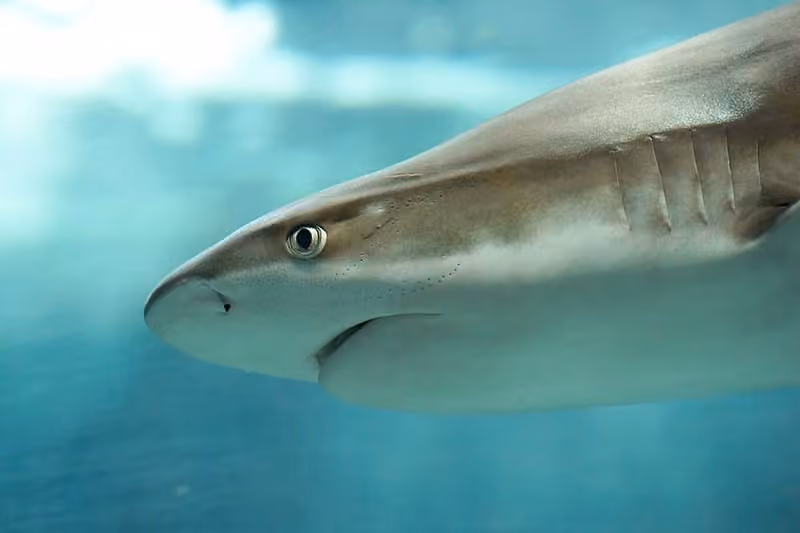 Dokumentasi Carcharhinus melanopterus