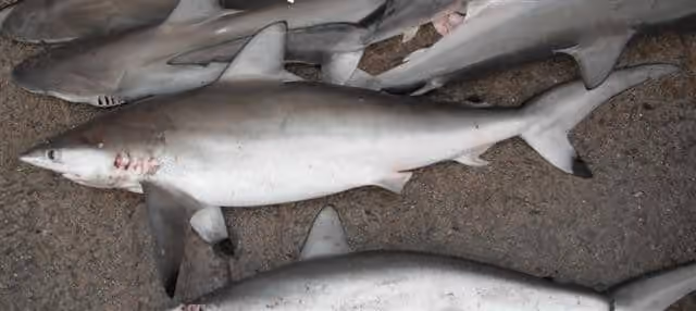 Dokumentasi Carcharhinus sorrah