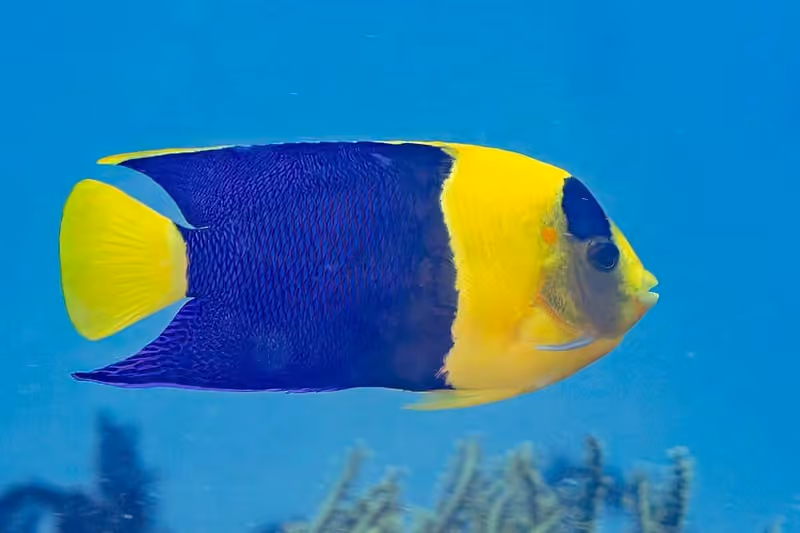 Dokumentasi Centropyge bicolor