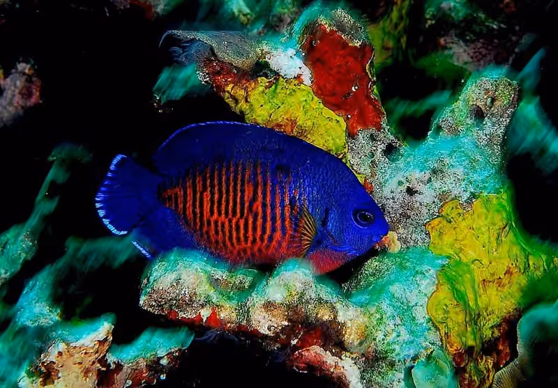 Dokumentasi Centropyge bispinosa
