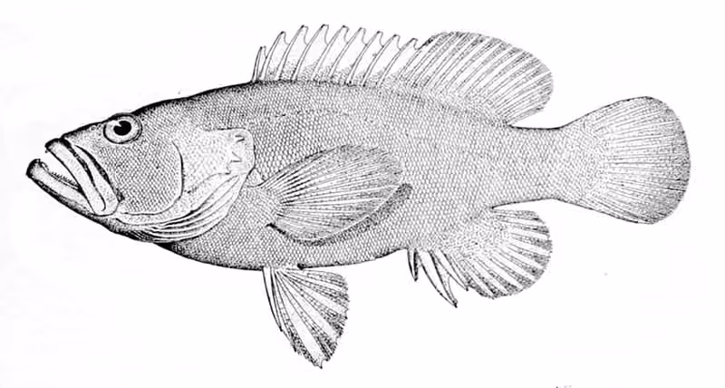 Ilustrasi dokumenter Cephalopholis aurantia.