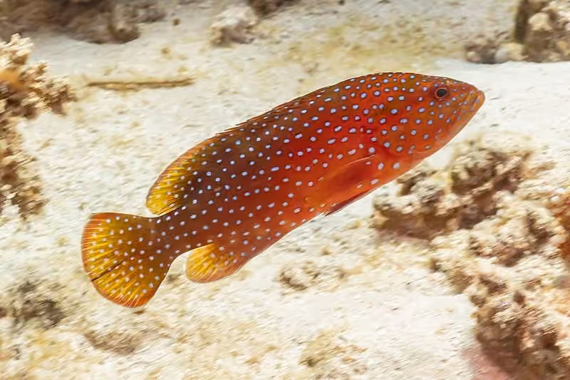 Dokumentasi Cephalopholis miniata
