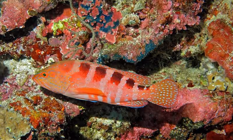 Dokumentasi Cephalopholis sexmaculata