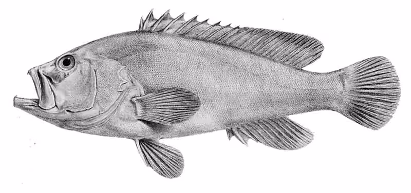 Ilustrasi dokumenter Cephalopholis urodeta.