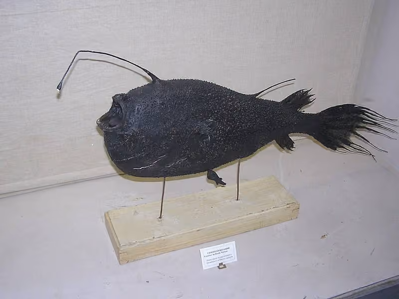 Dokumentasi Ceratias holboelli