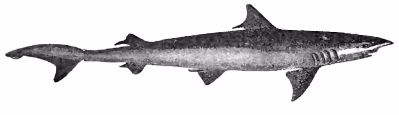 Ilustrasi dokumenter Chaenogaleus macrostoma.