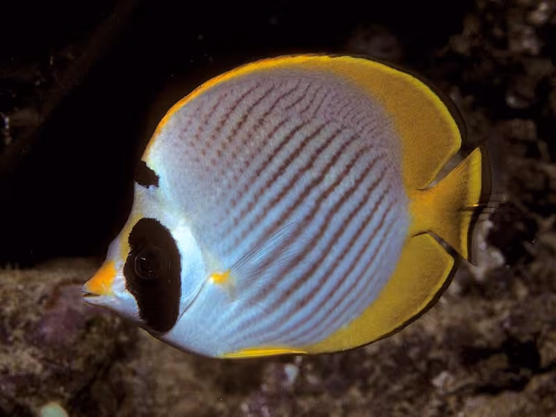 Dokumentasi Chaetodon adiergastos