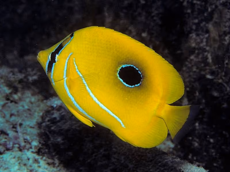 Dokumentasi Chaetodon bennetti