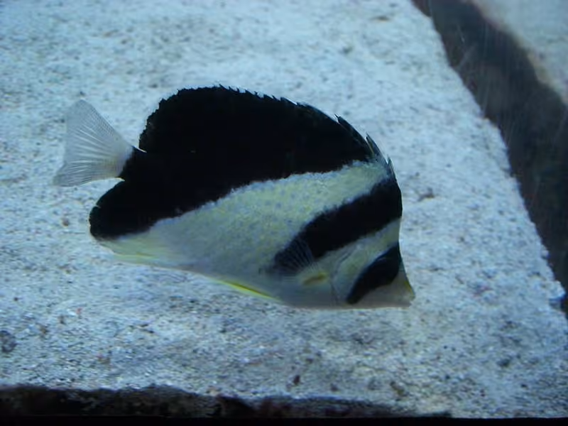 Dokumentasi Chaetodon burgessi