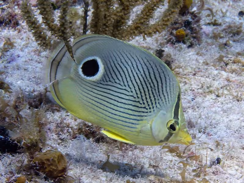 Dokumentasi Chaetodon capistratus