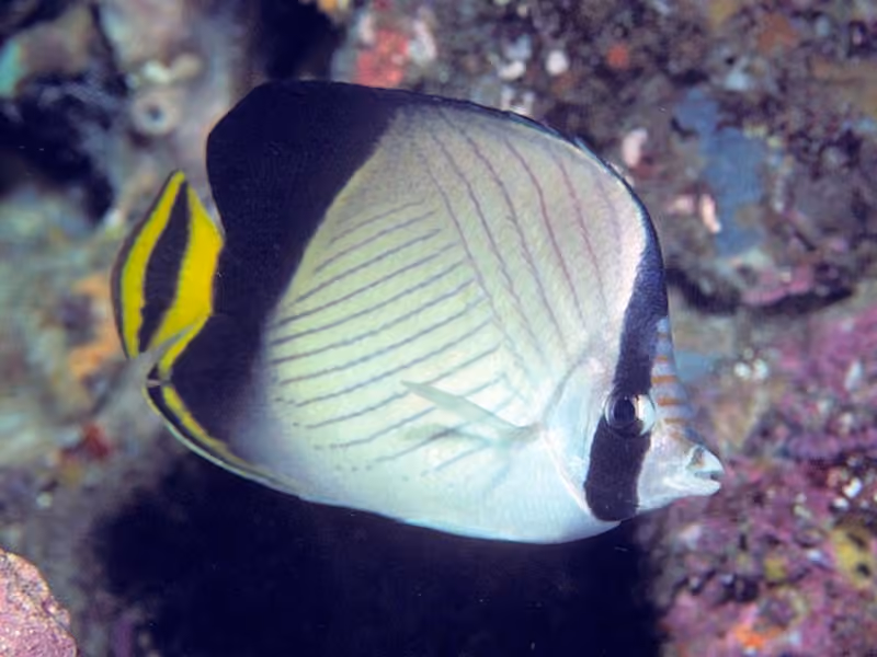 Dokumentasi Chaetodon decussatus