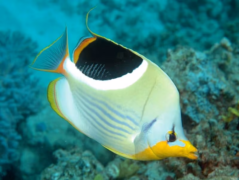 Dokumentasi Chaetodon ephippium