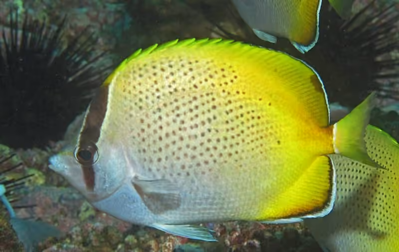 Dokumentasi Chaetodon guentheri