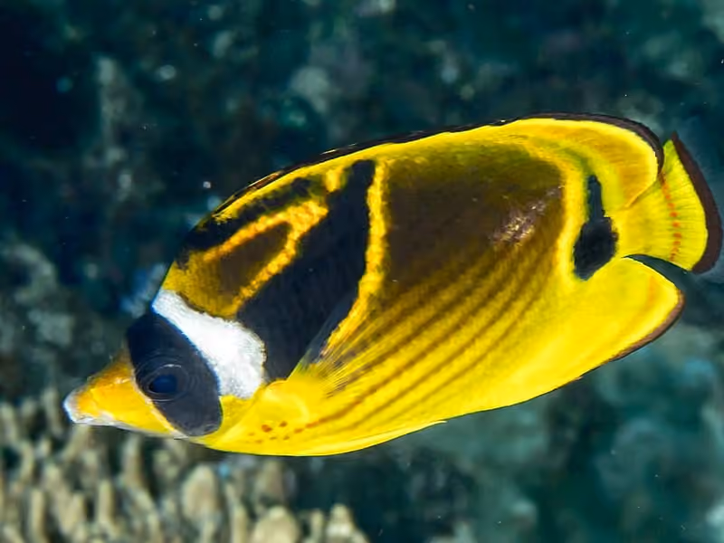 Dokumentasi Chaetodon lunula