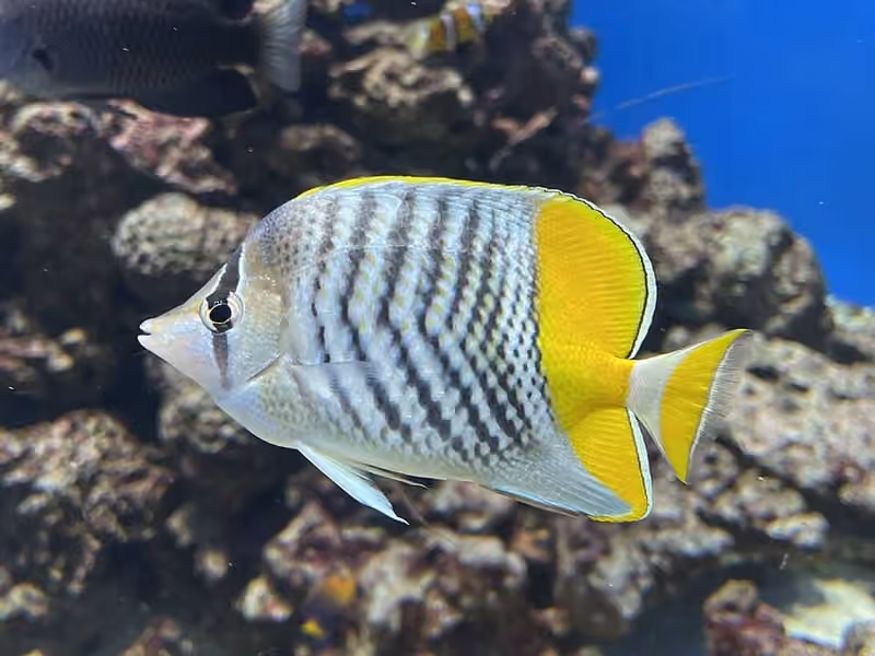 Dokumentasi Chaetodon mertensii