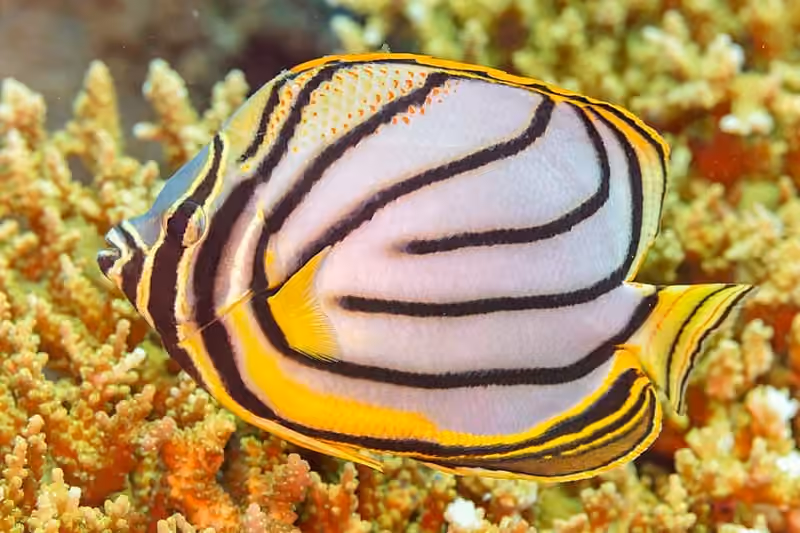Dokumentasi Chaetodon meyeri