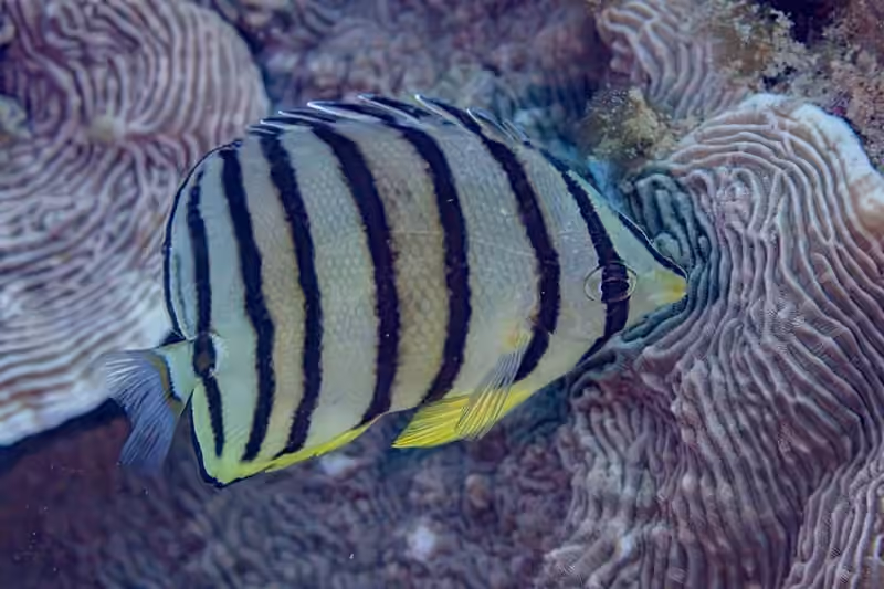 Dokumentasi Chaetodon octofasciatus